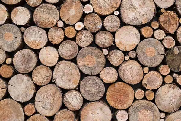 انواع چوب روسی